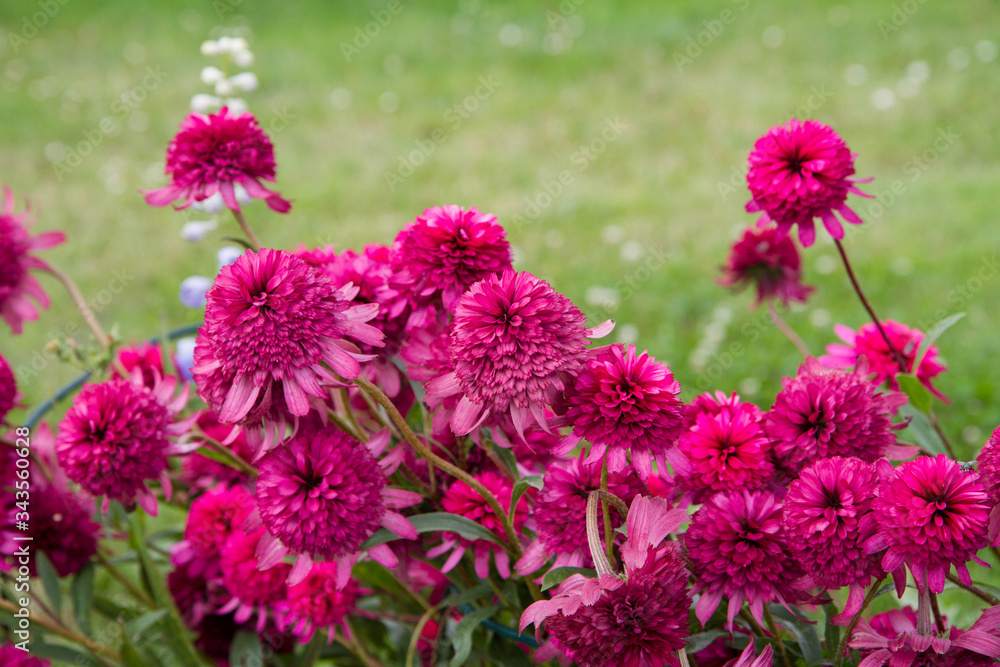 Peony pink flowers blooming in a garden Peony pink flowers blooming in a garden