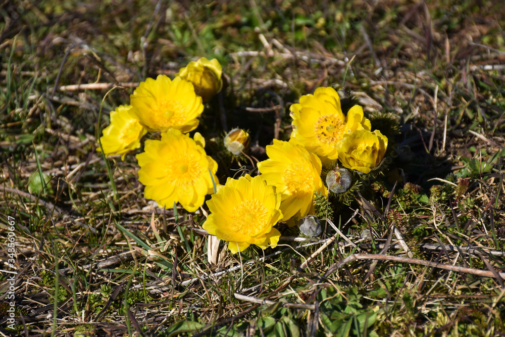 Group with yellow spring flowers, Pheasants eye Group with yellow spring flowers, Pheasants eye