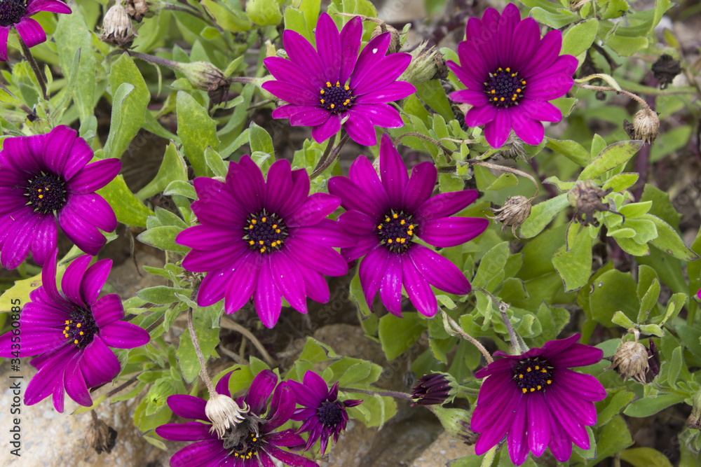 Flor morada Flor morada