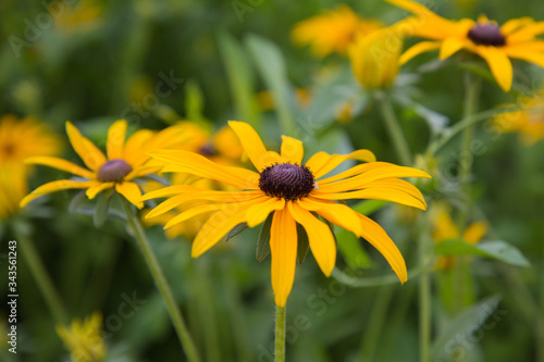 Coneflower blooming in a garden