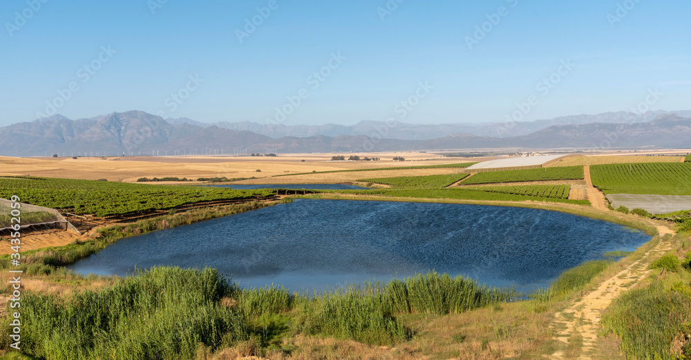 Riebeek Kasteel, Swartland, South Africa. 2019. Overview of the vineyards and wheat producing farms looking towards Gouda in the Swartland region. Riebeek Kasteel, Swartland, South Africa. 2019. Overview of the vineyards and wheat producing farms looking towards Gouda in the Swartland region.
