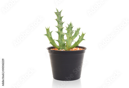 Succulent plants in a black color pot isolated on a white background.