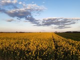 yellow field and blue sky