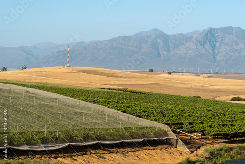 Riebeek Kasteel, Swartland, South Africa. 2019. Overview of the vineyards and wheat producing farms looking towards Gouda in the Swartland region. photo