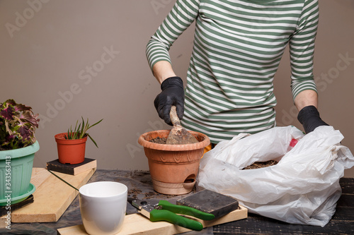Woman putting soil in flower pot for planting home plant.