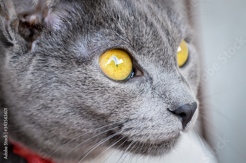Young playful cat breed Russian blue portrait. Focus on cat eyes. Shallow depth of field.