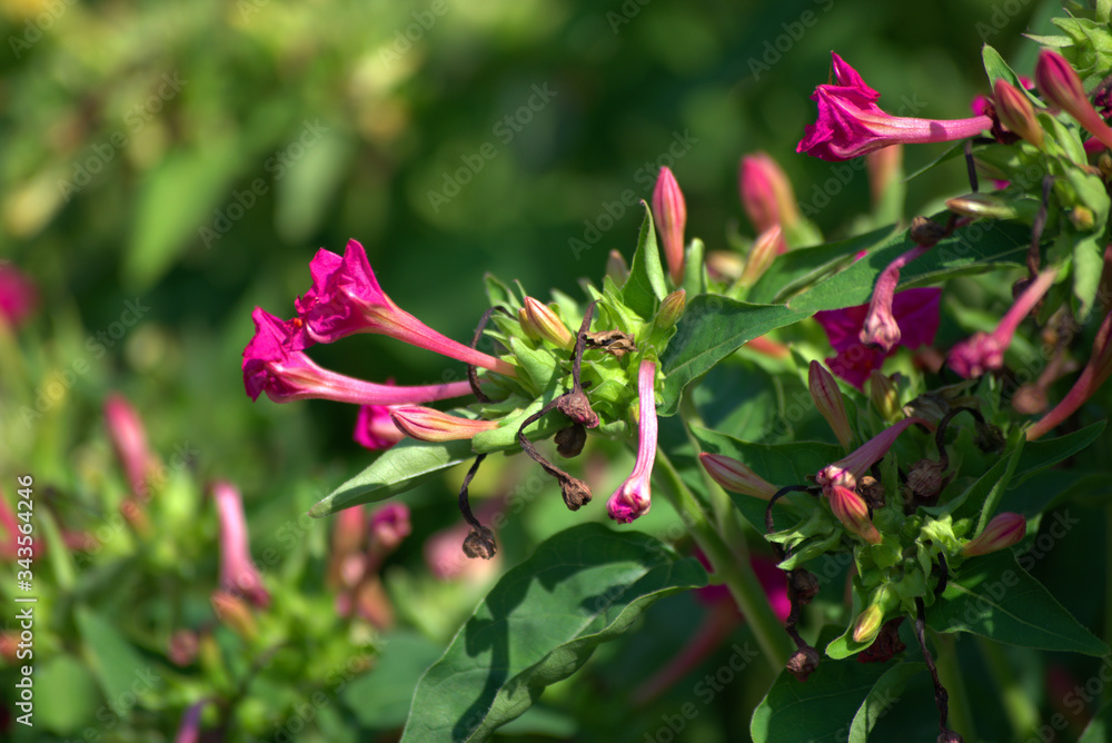 traditional flowers of Greece. organic without fertilizer and spraying traditional flowers of Greece. organic without fertilizer and spraying