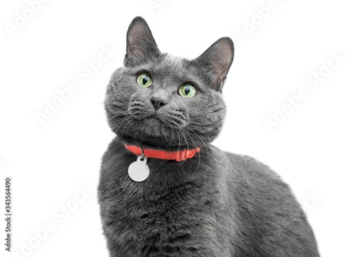 Canvas Print Beautiful gray cat in a collar and with green eyes