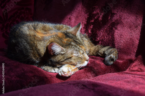 tabby cat sleeping