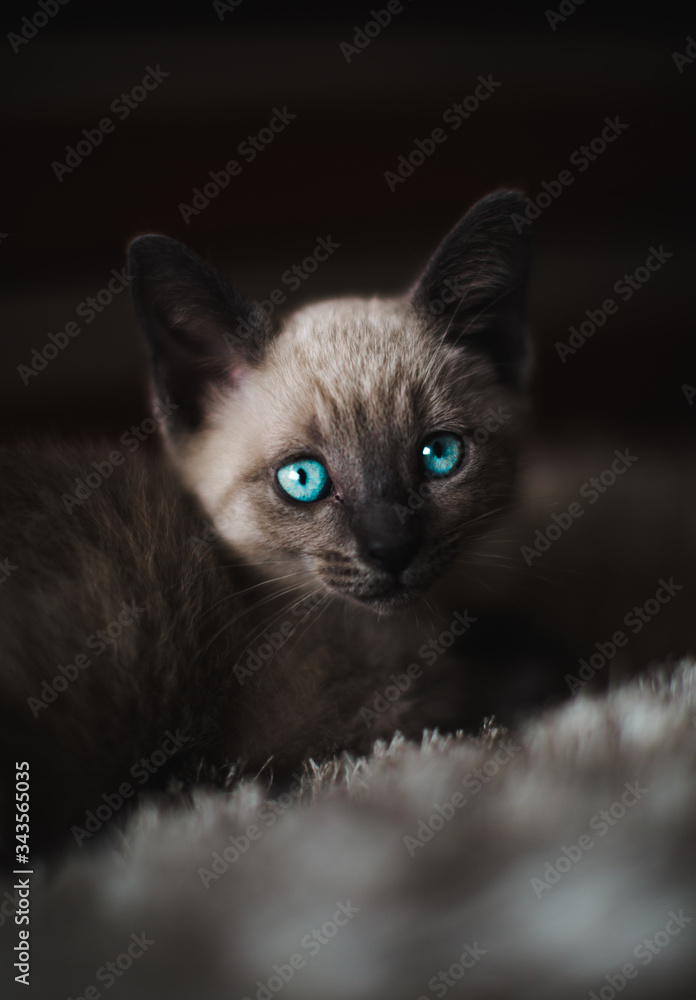 o olho do gato o olho do gato