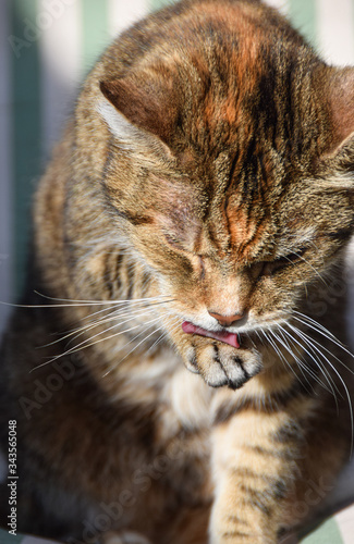 tabby cat washing
