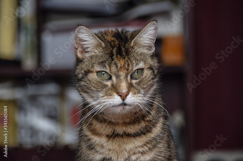 close up of tabby cat in house