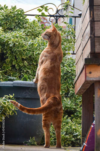 standing ginger cat in the garden