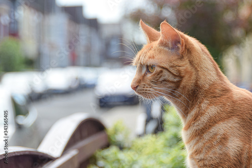 ginger cat looking into a road
