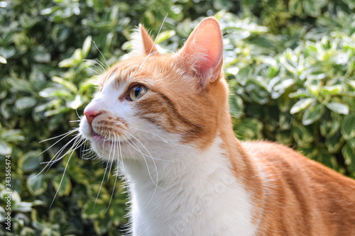 ginger and white close up

