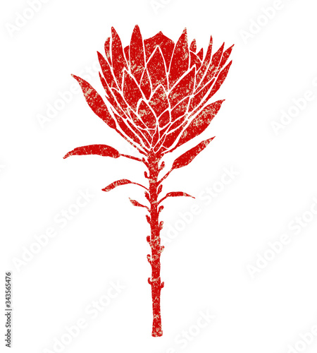 Protea flower illustration, retro texture style of a red color