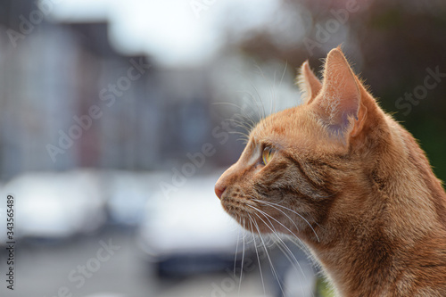 ginger cat looking into a road