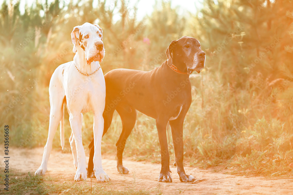 Wall Mural A black and white purebred Harlequin Great Dane dogs outdoors