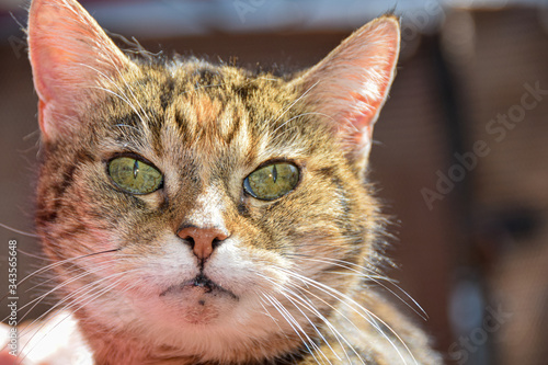 close up of tabby cat face