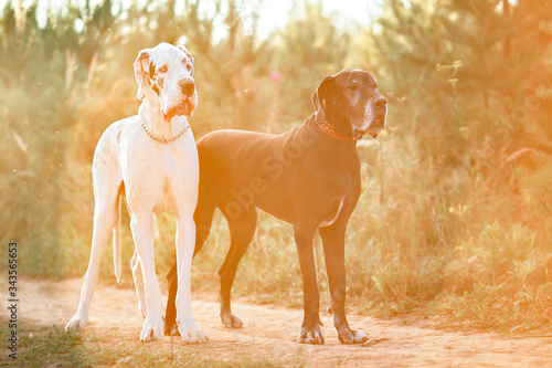 Photography A black and white purebred Harlequin Great Dane dogs outdoors