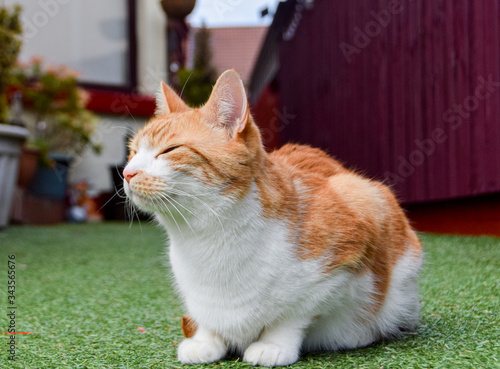 ginger and white cat sleeping in garden
