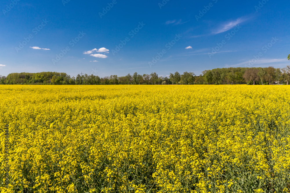 Blühendes Rapsfeld, hinten Baumallee an einem Wander- und Fahrradweg, Ingolstadt, Bayern, Deutschland Blühendes Rapsfeld, hinten Baumallee an einem Wander- und Fahrradweg, Ingolstadt, Bayern, Deutschland