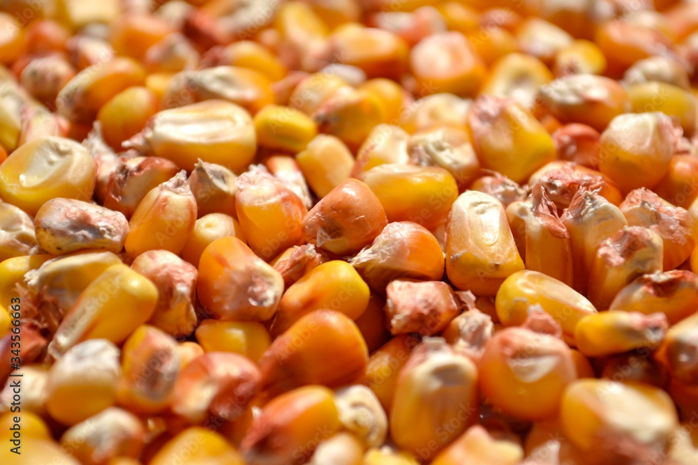 Close-up corn seeds with shallow depth of field Close-up corn seeds with shallow depth of field