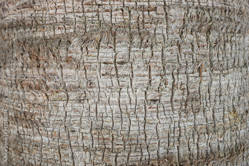 Palm bark