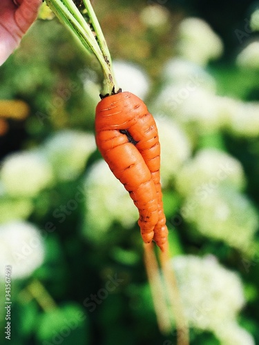 Photos Carrot looks like woman's legs