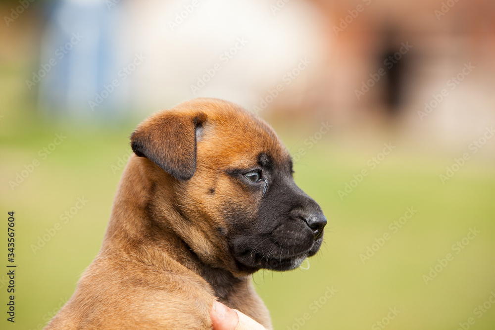adorable puppy bastard of malinois and bullmastiff in the hands of his mistress