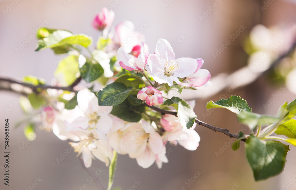 Spring apple tree flowers in bloom