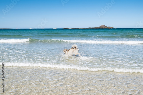 Malamute or Husky dog playing in the waves of a large beach in Brittany in summer photo