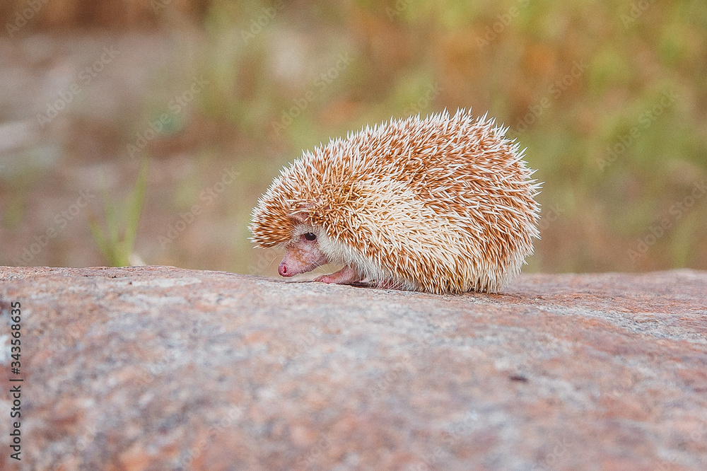 Obraz premium a cute little hedgehog sitting on a rock in warm colors