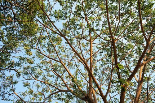 Branch of Rain Tree green leaves with sunshine and blue sky