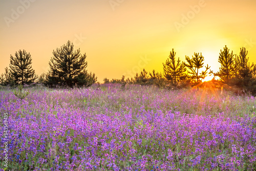 amazing spring landscape with flowering purple flowers in meadow and sunrise. wild scenery with blurred foreground © yanikap