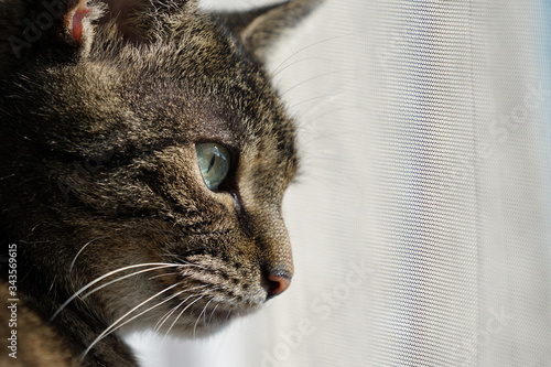 tabby cat looks out of the window with fly screen. feline stares through a insect screen