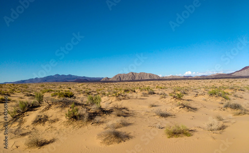 Sonora desert landscape