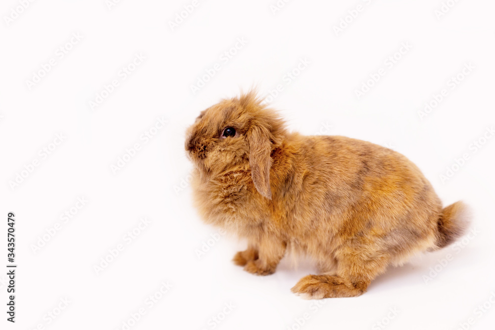 Red bunny on a white isolated background. Place for text. Red bunny on a white isolated background. Place for text.