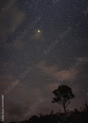 árvore nas estrelas