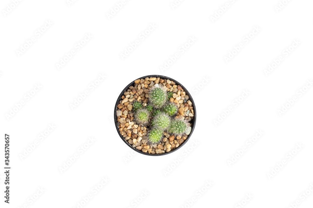 Close up top view Mammillaria cactus in black pot isolate on white background with clipping path. Close up top view Mammillaria cactus in black pot isolate on white background with clipping path.