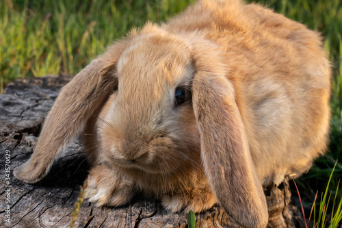 A French Lop rabbit sits on the green grass. Small, fluffy, brown home with big ears.