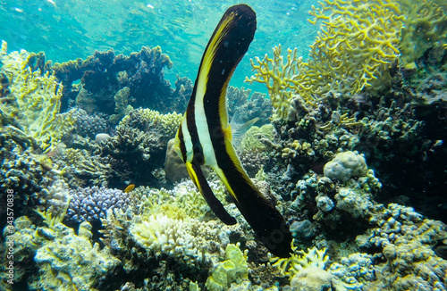 Young Butterfly Fish swimming between the coral reefs of Safaga