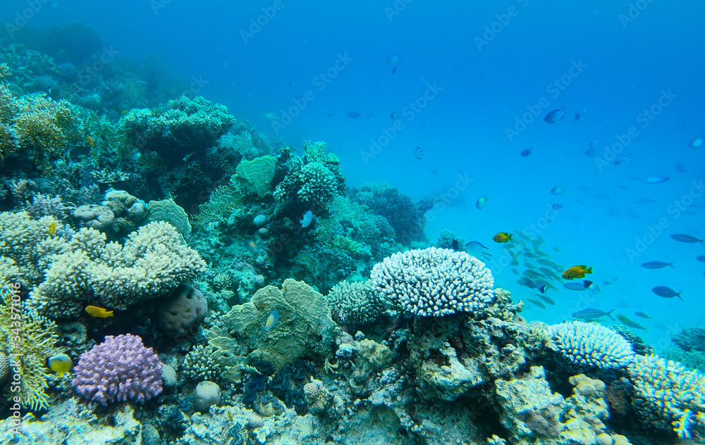 Coral reef close up diving in Safaga, Red Sea