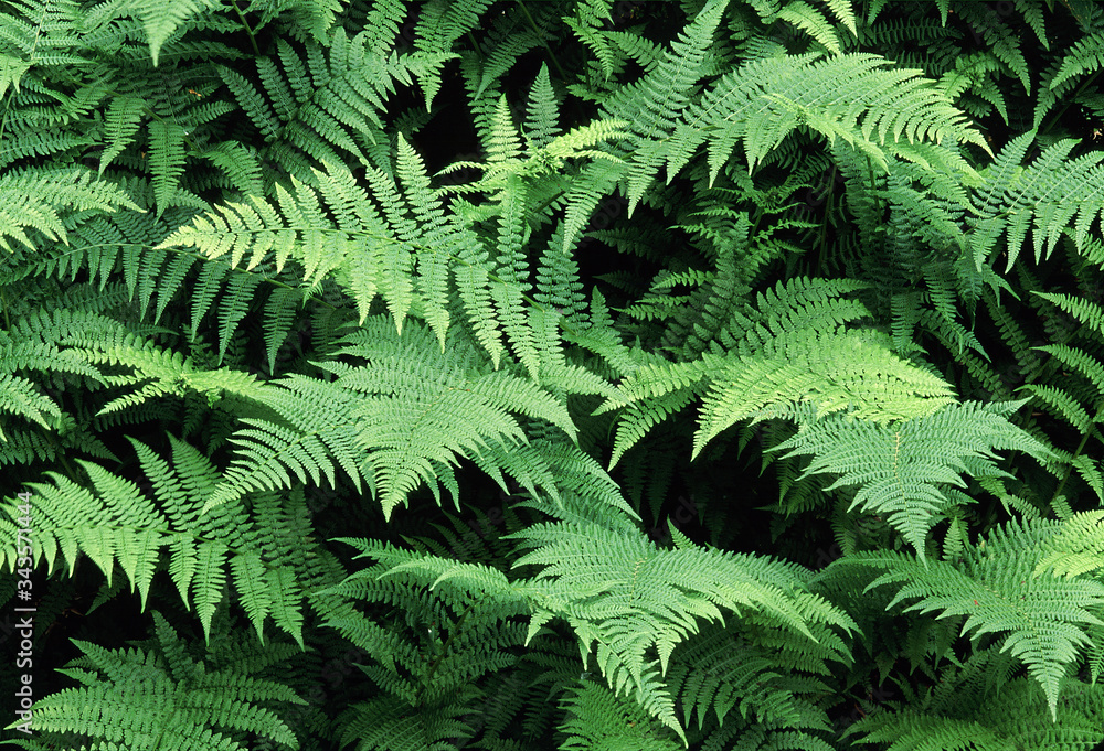 Ferns Ferns
