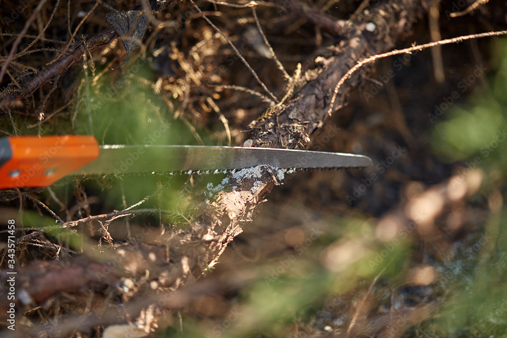 Saw with orange handle is sawing or cutting a dry branch of an old tree. Equipment or tools for pruning. Concept of garden care. Close up Saw with orange handle is sawing or cutting a dry branch of an old tree. Equipment or tools for pruning. Concept of garden care. Close up