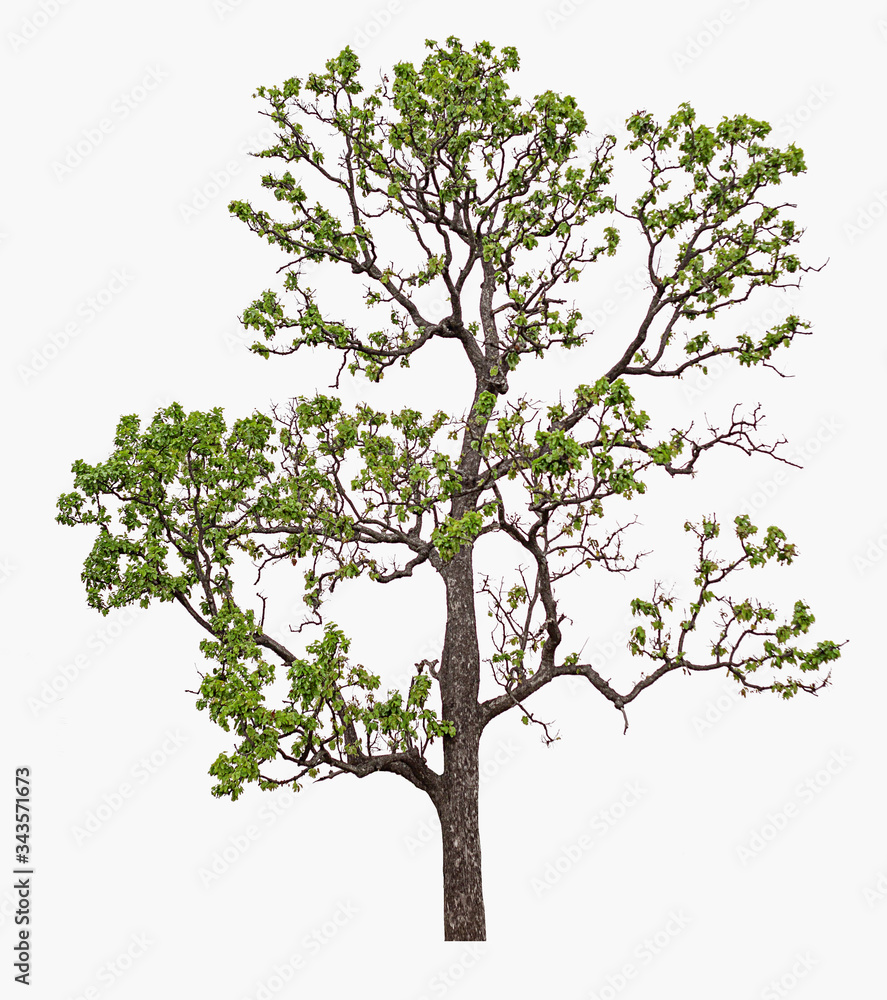 Naklejka premium tree isolated on white background
