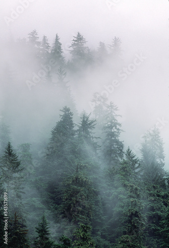 Fototapety na klatkę schodową  fog-in-the-forest