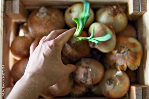 Some onions in the wooden box with one green onion and hand taking it