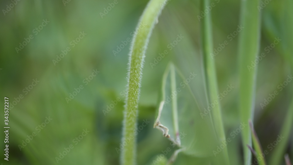 dew on grass dew on grass