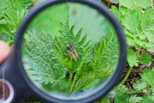 a black magnifier in the hand enlarges a bee that sits on a green leaf of nettle in nature